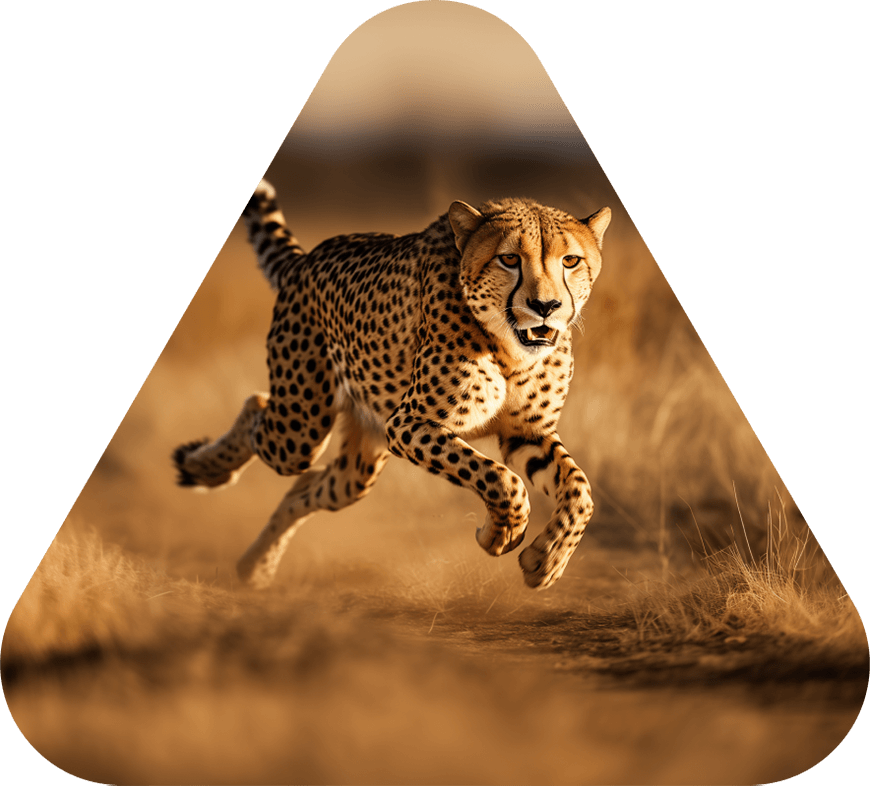Gepardi juoksee nopeasti